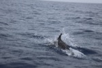 resIMG_20160609_152146_5994.JPG